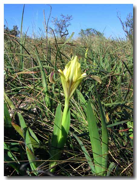 Iris pseudopumila / Giaggiolo siciliano